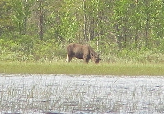 hirvi