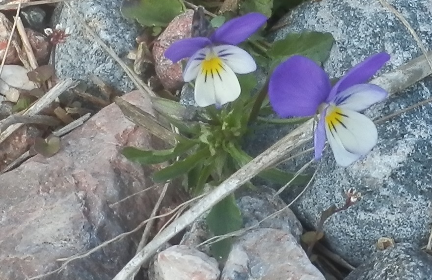 pieni kukka ja orvokki