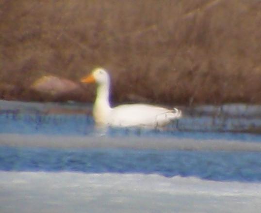 albiino sinisorsa