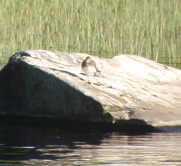 valkoviklo Mikkolassa