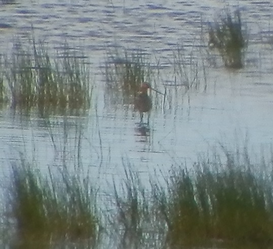 mustapyrstökuiri