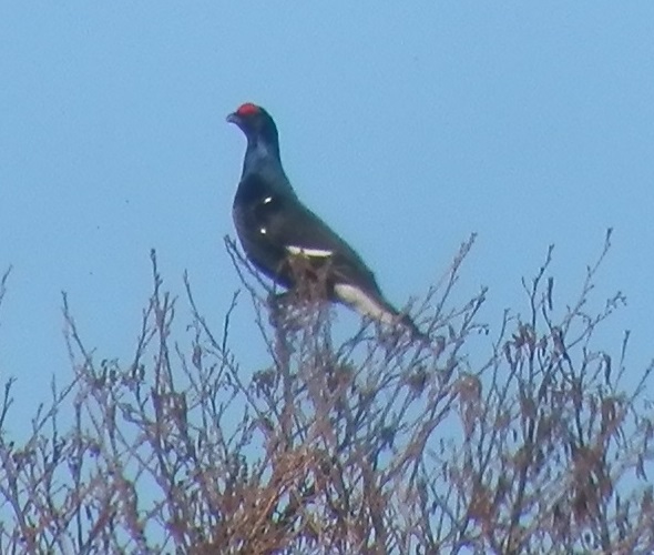 teeri