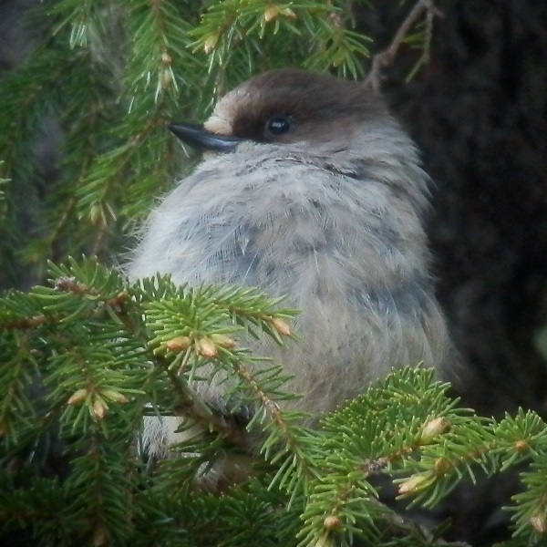 kuukkeli