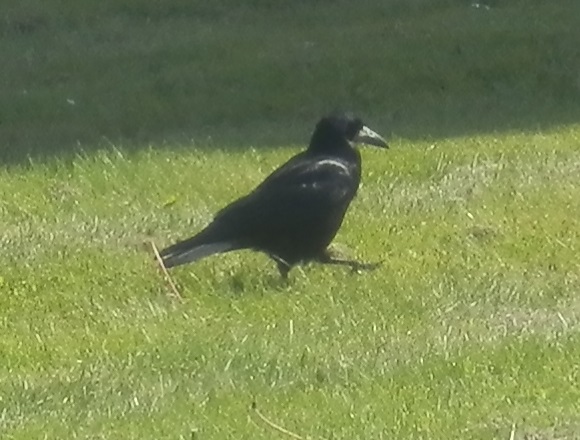 mustavaris