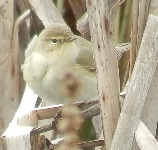tiltaltti