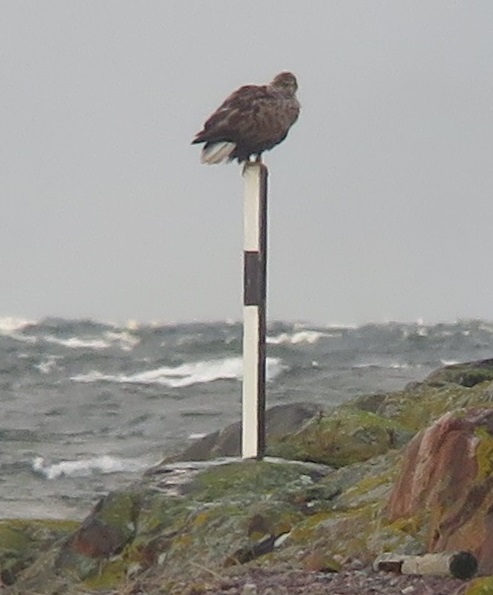 merikotka