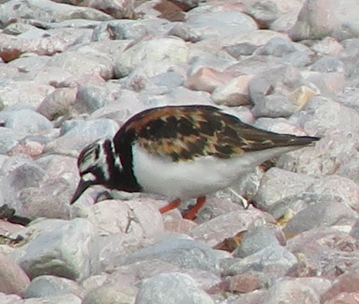karikukko