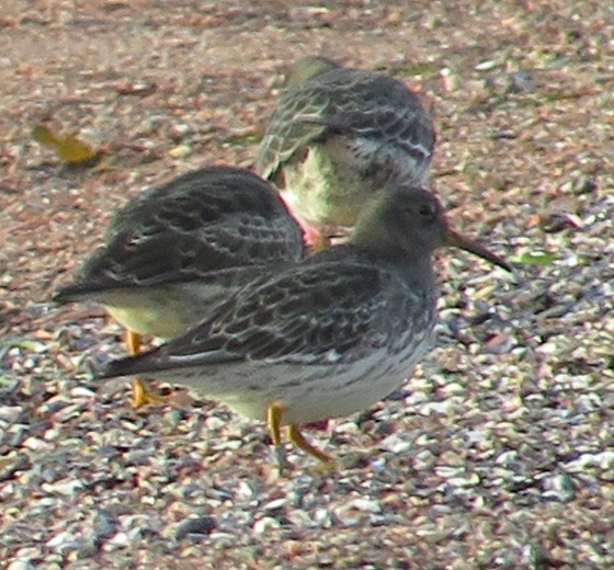 merisirri