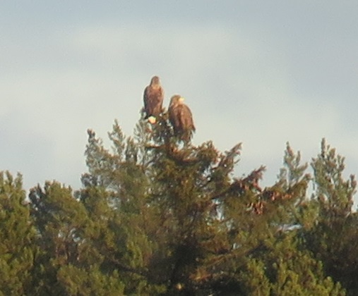 merikotka