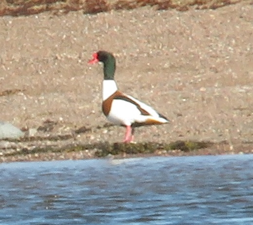 ristisorsa