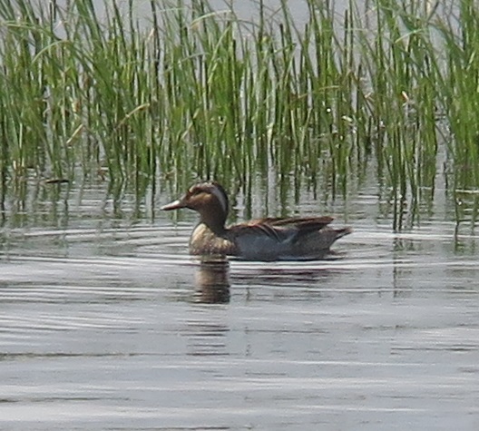 heinätavi