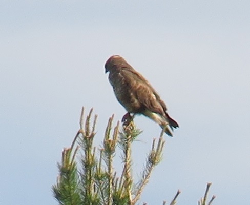 hiirihaukka