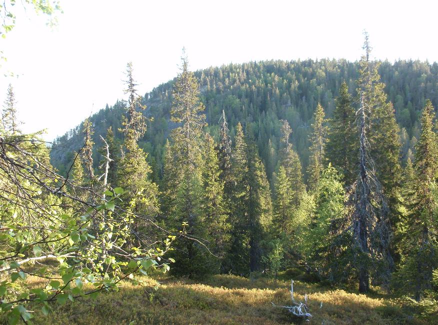 Konttainen