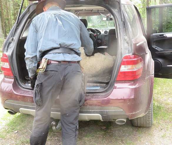 lammas autoon