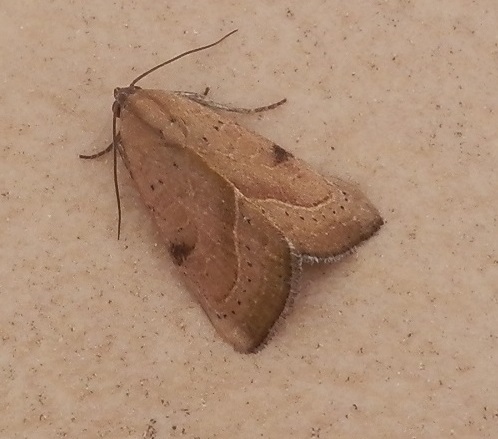 Galgula partita