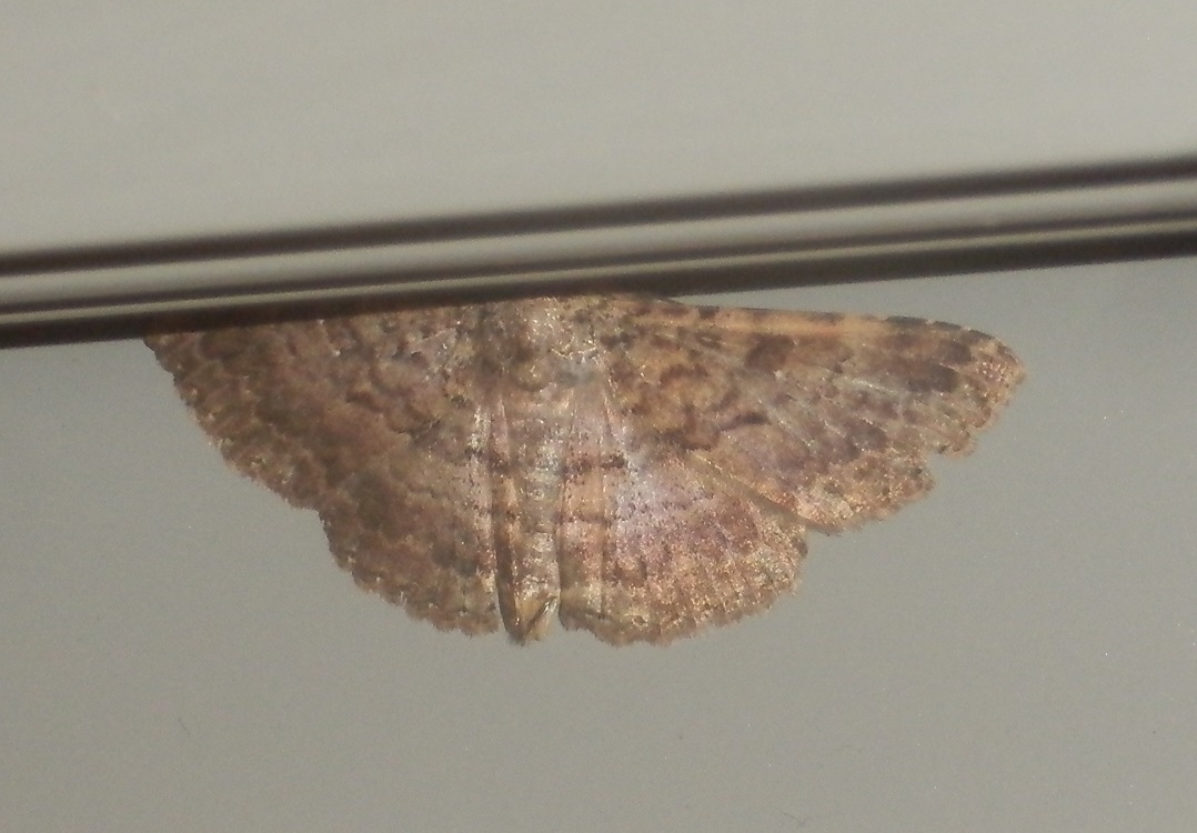 perhonen