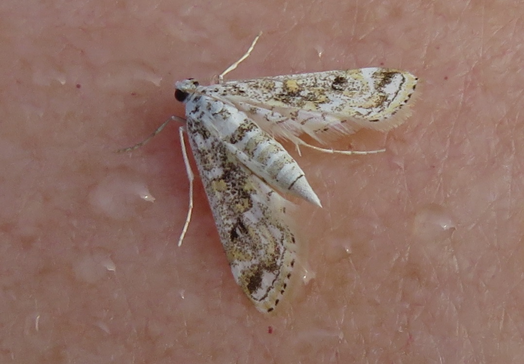 Parapoynx diminutalis