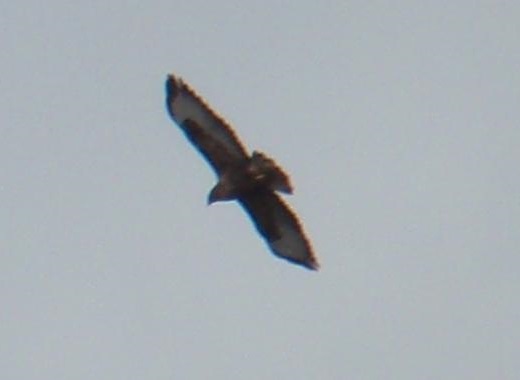 hiirihaukka