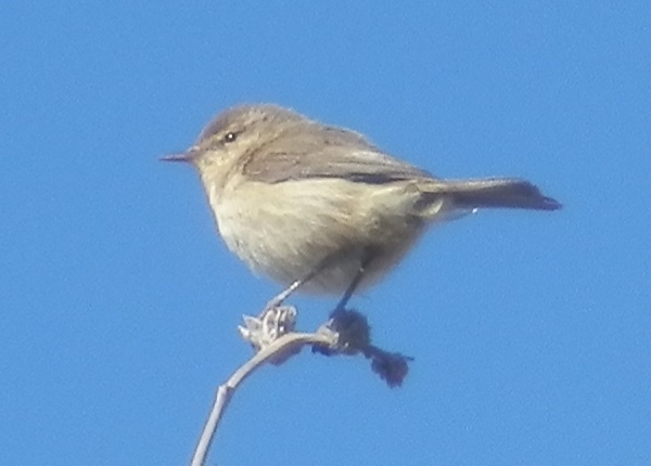 iberiantiltaltti