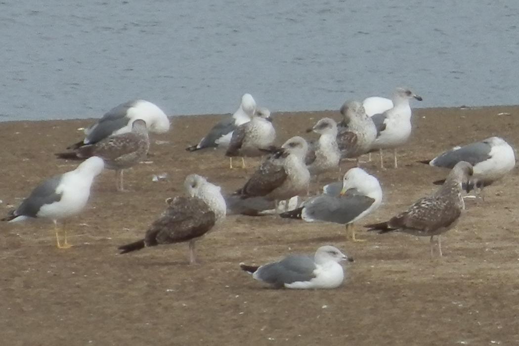 lokkeja
