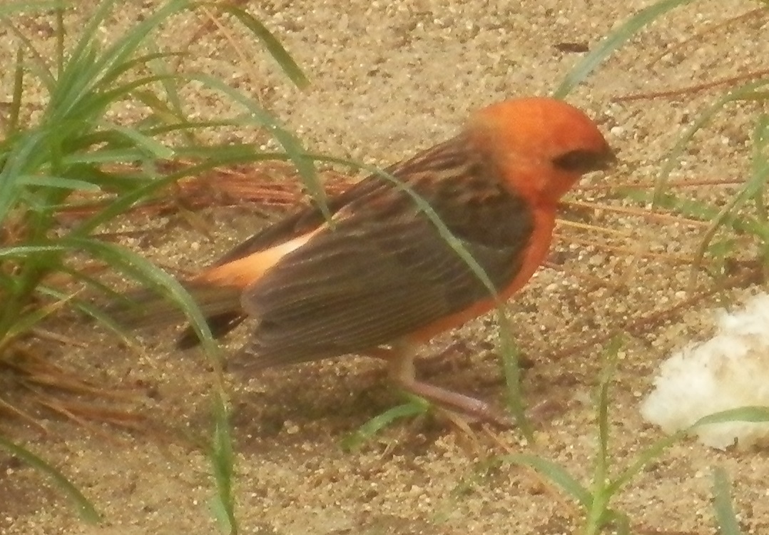 madagaskarinkutoja