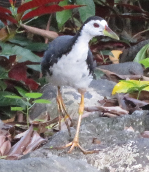 ojasuokana