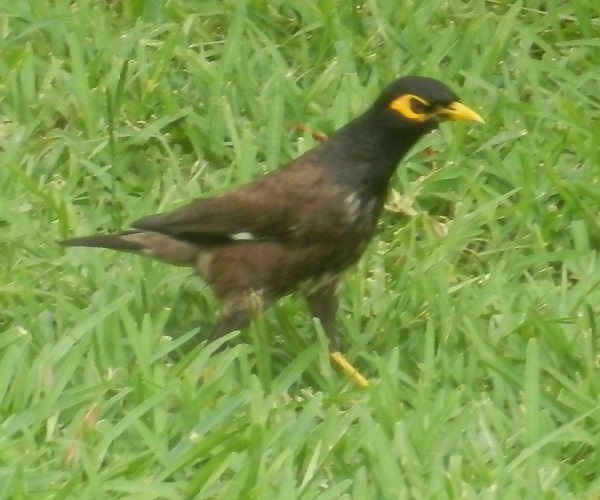 pihamaina