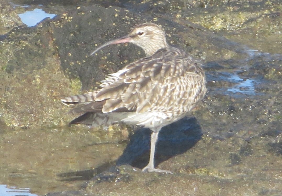 Pikkukuovi