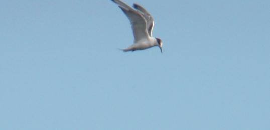 ruusutiira