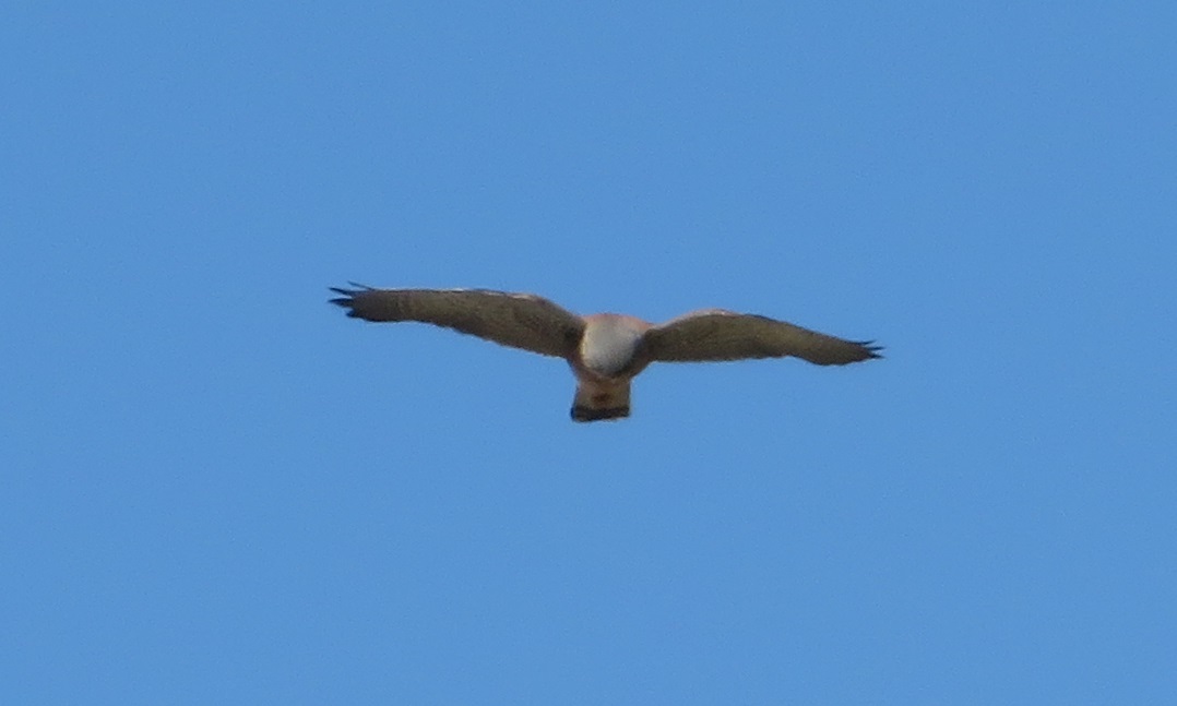 tuulihaukka